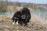 DOGUE DU TIBET 162